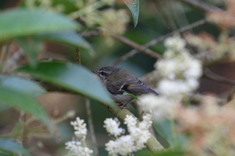 Jeune Roitelet triple-bandeau